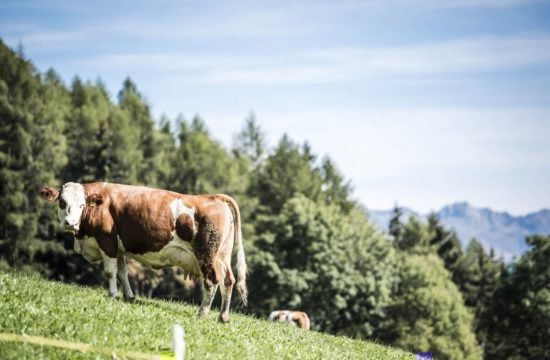 Bergchalet Feichterhof | Tils - Brixen